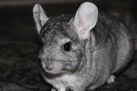 Shop chewy for the best pet supplies ranging from pet food, toys and treats to litter, aquariums, and pet supplements plus so much more! Exotic Pets 10 Unique Animals Where They Are Legal To Own