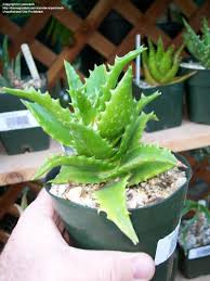 Image result for Aloe bukobana