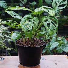 Tanaman hias outdoor itu berarti tumbuhan tersebut mampu beradaptasi dengan baik menerima intensitas sinar matahari yang tinggi. Jual Tanaman Hias Janda Bolong Tanaman Hias Hidup Indoor Outdoor Online April 2021 Blibli