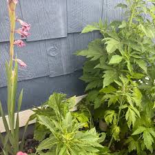 Image result for Hibiscus panduriformis