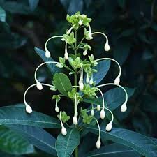 Image result for Clerodendrum lutambense