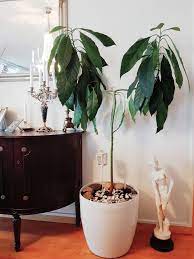 8 Y O Avocado Tree From The Seed Plants Garden