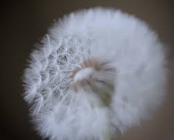 Science has shown that flowers. An Otherworldly Dandelion Factory Is Popping Up Near Dtla
