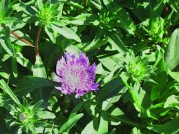 Are the easiest flowers to grow in florida. Stokes Aster Produces Pretty Lavender Blue Blooms