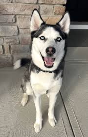 Lost husky in Midwest City area