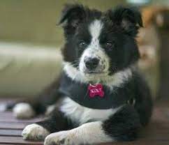 Border Collie Puppies For Sale In Michigan Cute Puppies Collie Puppies Collie Puppies For Sale Collie Dog