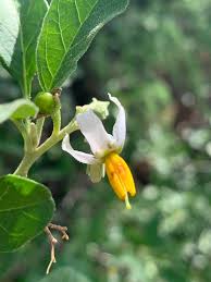 Image result for Solanum tettense