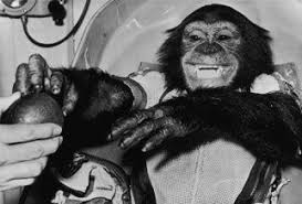 7 Animals Who Have Traveled To Space