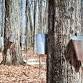Maple Sugarin’ Public Day