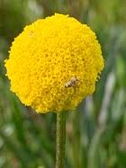 Image result for Wahlenbergia paludicola