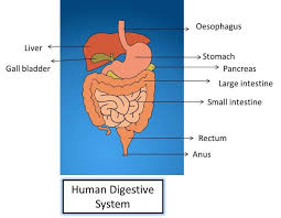 Nutrition In Animals School Help By Gunjan Human Digestive System Large Intestine School Help