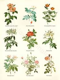 Vintage Botanical Vintage Botanical Flower Illustration Botanical Drawings