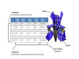 Exploratory Data Analysis Uni Variate Analysis Of Iris Data Set By Pratik Nabriya Analytics Vidhya Medium