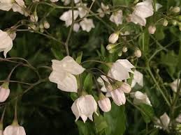 Image result for Solanum laxum