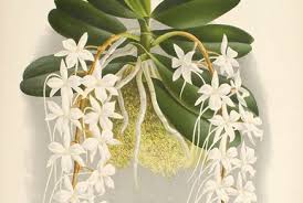 Image result for Aerangis ugandensis