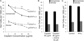 Cisplatin may cause hearing changes, including hearing loss. Cisplatin Induced Hair Cell Death Requires Stat1 And Is Attenuated By Epigallocatechin Gallate Journal Of Neuroscience