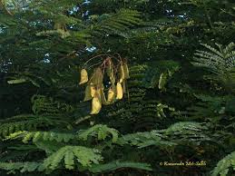 Image result for Caesalpinia sappan