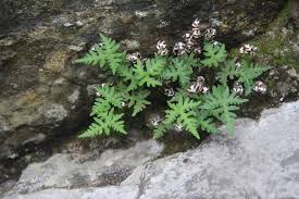 Image result for Aleuritopteris