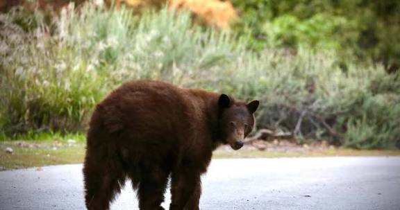 Bear trouble in Sierra Madre: After the Eaton fire, home invasions rise sharply - Los Angeles Times