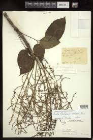 Image result for Astropanax myrianthus