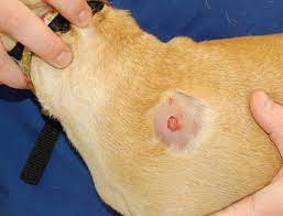 Abscesses in Dogs - Goldenmed