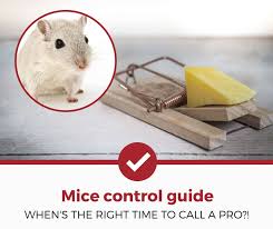 Apex pest control leeds for local exterminators and pest management for home or businesses. How Much Is An Exterminator For Mice A Quick Guide Pest Strategies