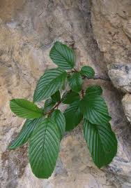 Image result for Lasiodiscus pervillei