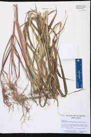 Image result for Rottboellia