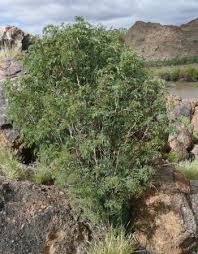 Image result for Caesalpinia rostrata