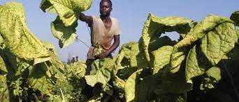 Unlocking the potential of agribusiness march 2013. This Could Help Unlock Africa S True Potential World Economic Forum