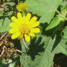 Image result for Guizotia