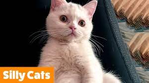 1 Hour Of Funny Cute Cats Funny Pet Videos Youtube