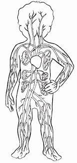 As artérias são vasos do sistema circulatório, que saem do coração e transportam o sangue para as outras partes do corpo. Achei Essas Figuras Tao Bonitinhas Corpo Humano Sistemas Do Corpo Humano Anatomia Do Corpo Humano