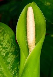 Image result for dieffenbachia flower