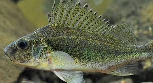 Use it or lose it they say, and that is certainly true when it comes to cognitive ability. Which Fish Is In The Picture Trivia Questions Quizzclub