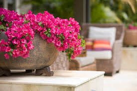 Some of these plants might do best growing up a trellis or arbor for support while others are fine growing along a fence, patio, or from a hanging basket. Here Is A List Of Vines Climbing Plants That Flower For Indian Homes