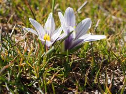 Image result for Romulea camerooniana