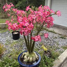 Image result for Adenium