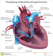 Which Chamber Of The Heart Receives Deoxygenated Blood From