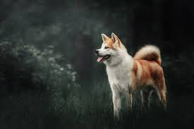 「犬 伊勢参り」の画像検索結果