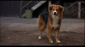 This can be done at home or by a veterinarian. Sledge From Homeward Bound 2 Aka My Dream Dog What Kind Of Dog Is This I Want Her Dream Dog Pets Dogs Breeds What Kind Of Dog