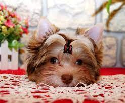 minik suratli bebek yorkshire terrier kopek yavru kopek