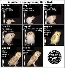 Owlet Identification And Ageing The Barn Owl Trust