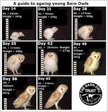 owlet identification and ageing the barn owl trust