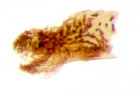 Image result for Stigmella roborella