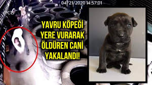 Dora Isimli Yavru Kopegi Yere Vurarak Olduren Cani Yakalandi