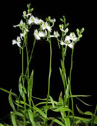 Image result for Habenaria arianae