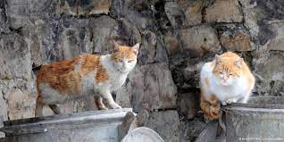 Help For Cats In Bulgaria Wtg Welttierschutzgesellschaft