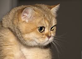 We did not find results for: Ginger British Shorthair Wallpapers And Images Wallpapers Pictures Photos