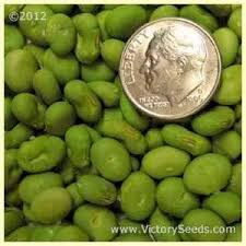 Image result for Brazzeia soyauxii